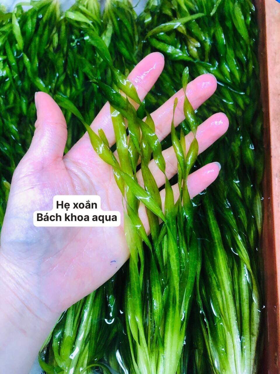 Cây thủy sinh - Hẹ xoắn